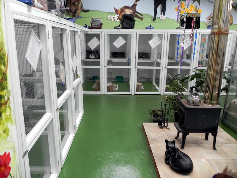 cattery interior 3